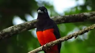 Trogon bairdii Male