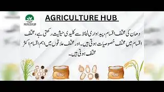 All about rice cultivation | Rice farming