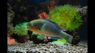 LIFE UNDER THE CARIBBEAN SEA