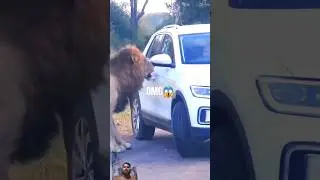 😑 Unexpected Scene in Wild 👿 Human Vs Lion 🦁 #shorts #animals #wildlife #trendingshorts