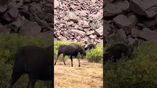 Bull Moose coming straight at us while hiking Utah&rsquo;s high point, Kings peak.