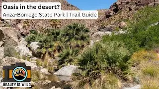Borrego Palm Canyon Trail Guide: Explore Anza-Borrego&rsquo;s Stunning Oasis