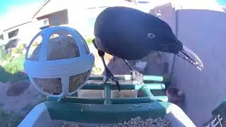 Male Grackle