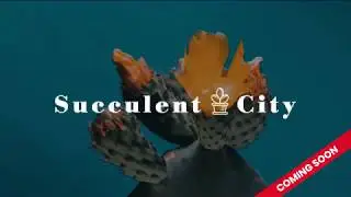 SucculentCity.com - The Internet's largest Cacti & Succulent Community