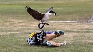 Funny goose attack 2023 compilation