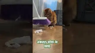 When your foster win FeLV+ cat helps you clean #adoptdontshop  #fosteringsaveslives #catshorts