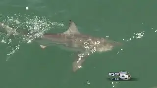 Shark frustrations continue at Gulf State Park Pier
