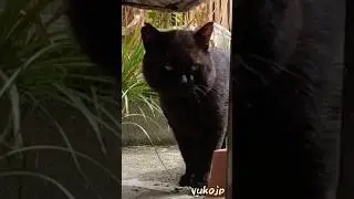 Yamato, the stray cat who rarely comes, is lucky. Black stray cat. #straycat #straycat #catvideo ...
