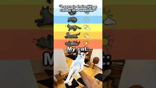 Silly cat
