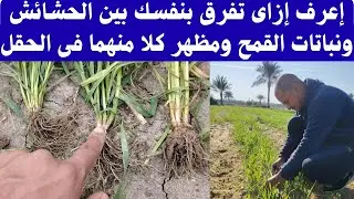 #إعرف إزاى تفرق بنفسك بين الحشائش ونباتات القمح بكل بساطه#اكسبلور #farming #agriculture #ترند #زراعة