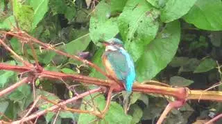 Kingfisher on the River Tame