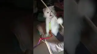 @CatsNiceRascals 👌👍🫰