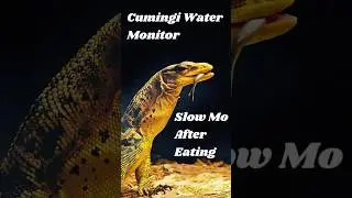 Majestic #cumingi #watermonitor #lizard #reptile #dragon #zoo #feeding #majestic #foryou  #shorts