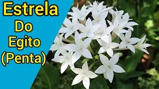 Estrela do Egito (Penta) Fácil cultivo