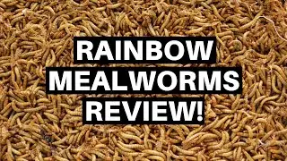 Rainbow Mealworms Unboxing And Review! - Benjamin's Exotics