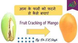 Cracking of Mango Fruits