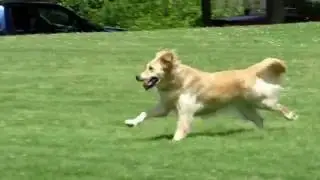 Bailey Runs