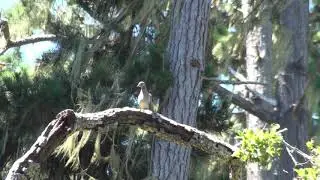 Single call of Olive-sided flycatcher