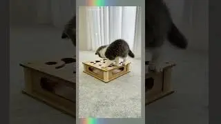 Interactive Cat Maze Puzzle Box with Ball&trade;#cat #catlover #pets #cattoys  #catlover#catvideo #kittens