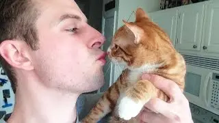 10 Signs You're a Crazy Cat Person!