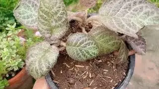 Episcia plant care | episcia plant types | thai variety | full care tips
