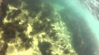 Diving at spoon bay