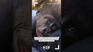 Fort Worth zoo baby gorilla to be transferred after repeated failed surrogacy efforts