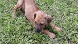Emily and Ryan Rhodesian Ridgeback Puppy