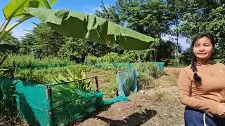 Come to the vegetable garden to make chicken soup.