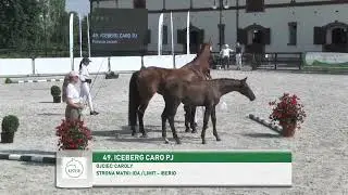 ICEBERG CARO PJ (Caroly- Ida / Limit - Iberio) filly 2022