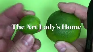 Looking at a Key lime Tree and Comparing Fruit to Standard Lime.