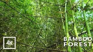 4K Bamboo Forest, Wind & Bird Sounds | White Noise for Sleeping, Relaxation, Studying | ASMR sounds