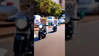 Cat on Motorcycle #shortsfeed #shortvideo #shortsviral @MrBeast @SanjivDuaa
