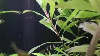 Beautiful Rocket Killifish Panchax