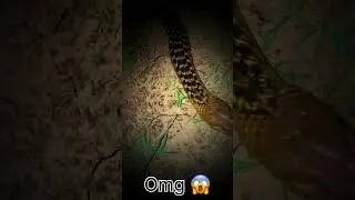 Checkerd snake 🐍😳 #viralvideo #savesnake #snake #venomouscobra #wildlife #snakesaver