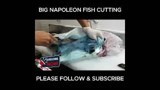 Amazing Fish Cutting Skills | Expert Napoleon Fish Prep, ASMR, Cleaning & Cooking at Fish Markets