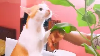 সকাল সকাল বেগুন পাতা খাচ্ছে 🫢