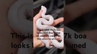 New high-end boa coming soon!!