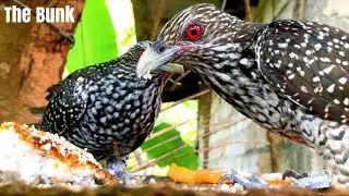 Female Asian Koel (Eudynamys scolopaceus)- Koha | Koula | The Bunk | Full Video