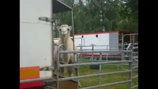 ORIGINÁL CIRKUS  BEROUSEK 2011 AŽ 2014