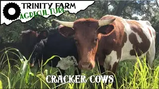 More about our Cracker Cows