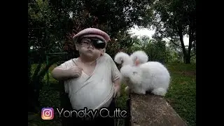 Kelinci English Angora lucu seperti boneka
