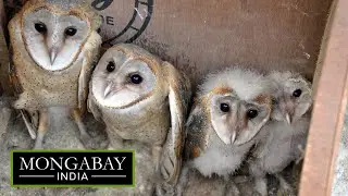 Farmers befriend barn owls for natural rodent control in Assam