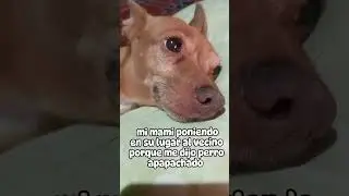 Escuchen a mi mamita! #universoincreible #humor #perritos #pets #mascotas #dogshorts
