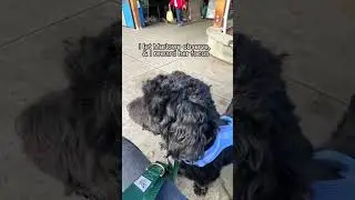 BEST Way to Socialize Dogs 🐶