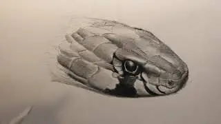 How to Draw a Snake Head: a left-handed perspective