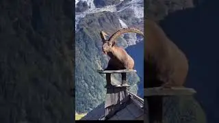 Pakistan national animal