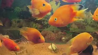 &ldquo;Mesmerizing Fish Tank 🐟 | Bright Parrot Fish & Cichlids in Action!&rdquo;@thefinsandtanks