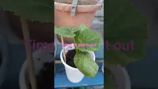 Planting out another round of  plants. #seedlings #pumpkin #Tomatoes #butternutsquash #urban