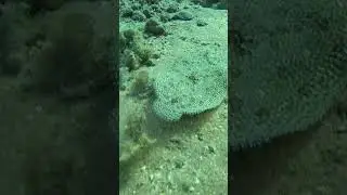 Погладил рыбу в Красном море Stroked a fish in the Red Sea